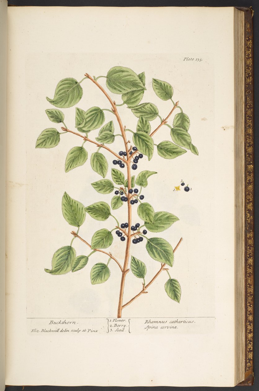 Talerz 135, z „Ciekawy zielnik” autorstwa Elizabeth Blackwell