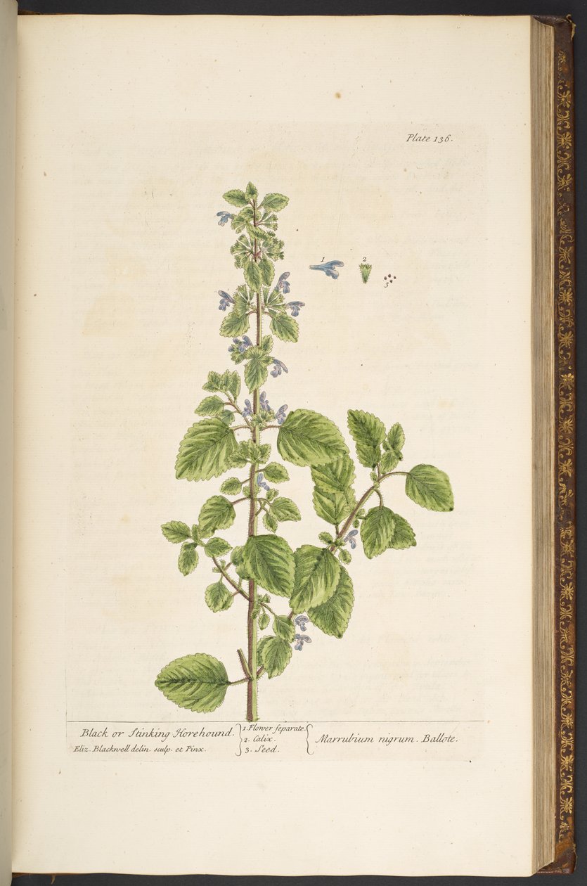 Talerz 136, z „Ciekawy zielnik” autorstwa Elizabeth Blackwell