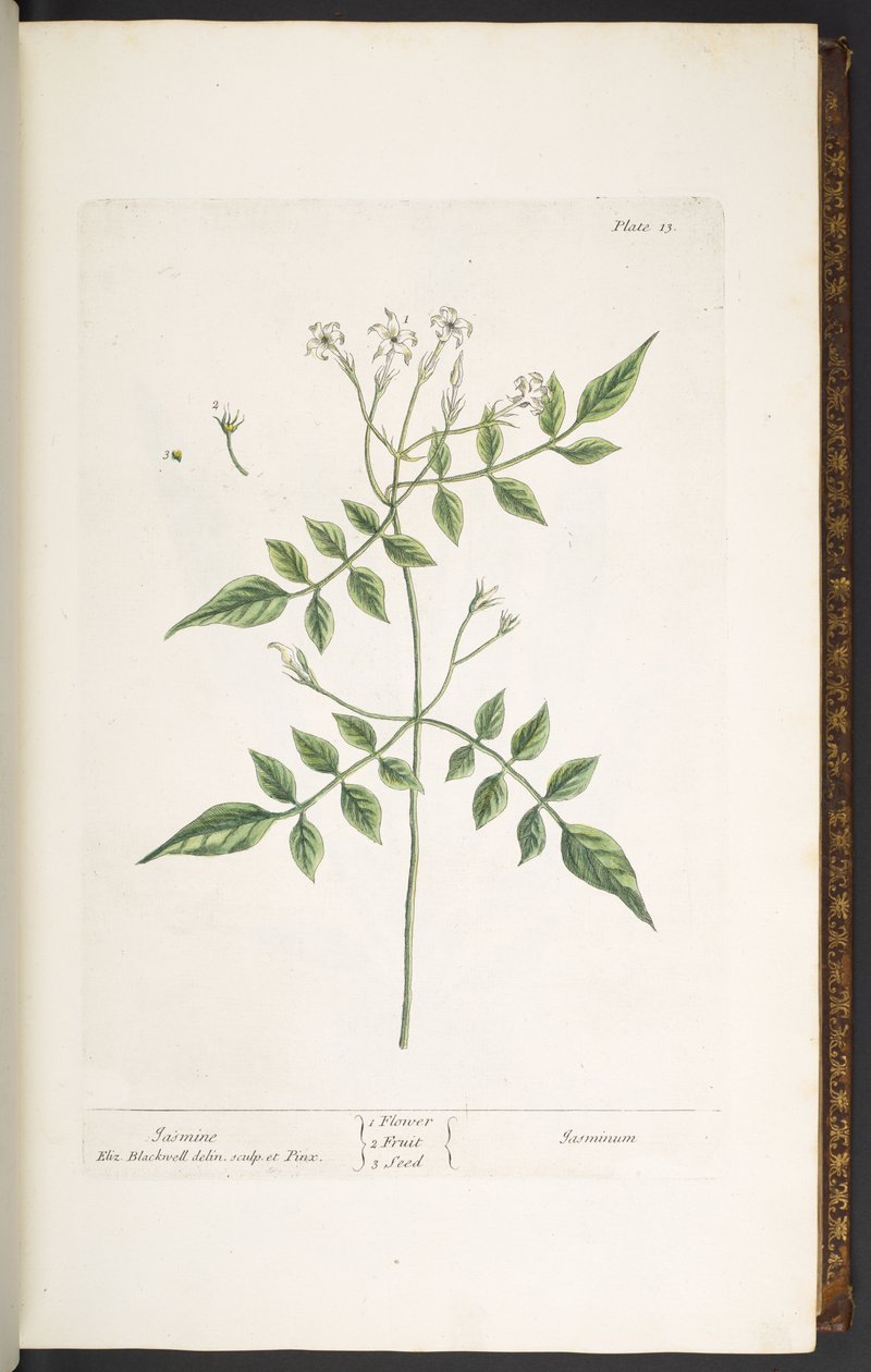 Talerz 13, Jaśmin, z „Ciekawego ziela” autorstwa Elizabeth Blackwell