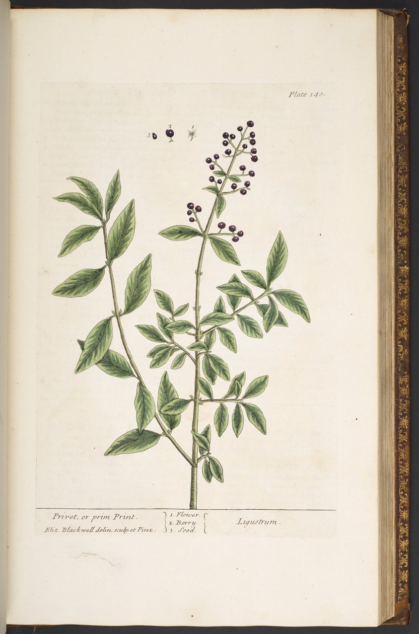 Talerz 140, z „Ciekawy zielnik” autorstwa Elizabeth Blackwell
