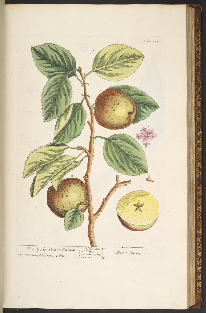 Talerz 141, z „Ciekawy zielnik” autorstwa Elizabeth Blackwell