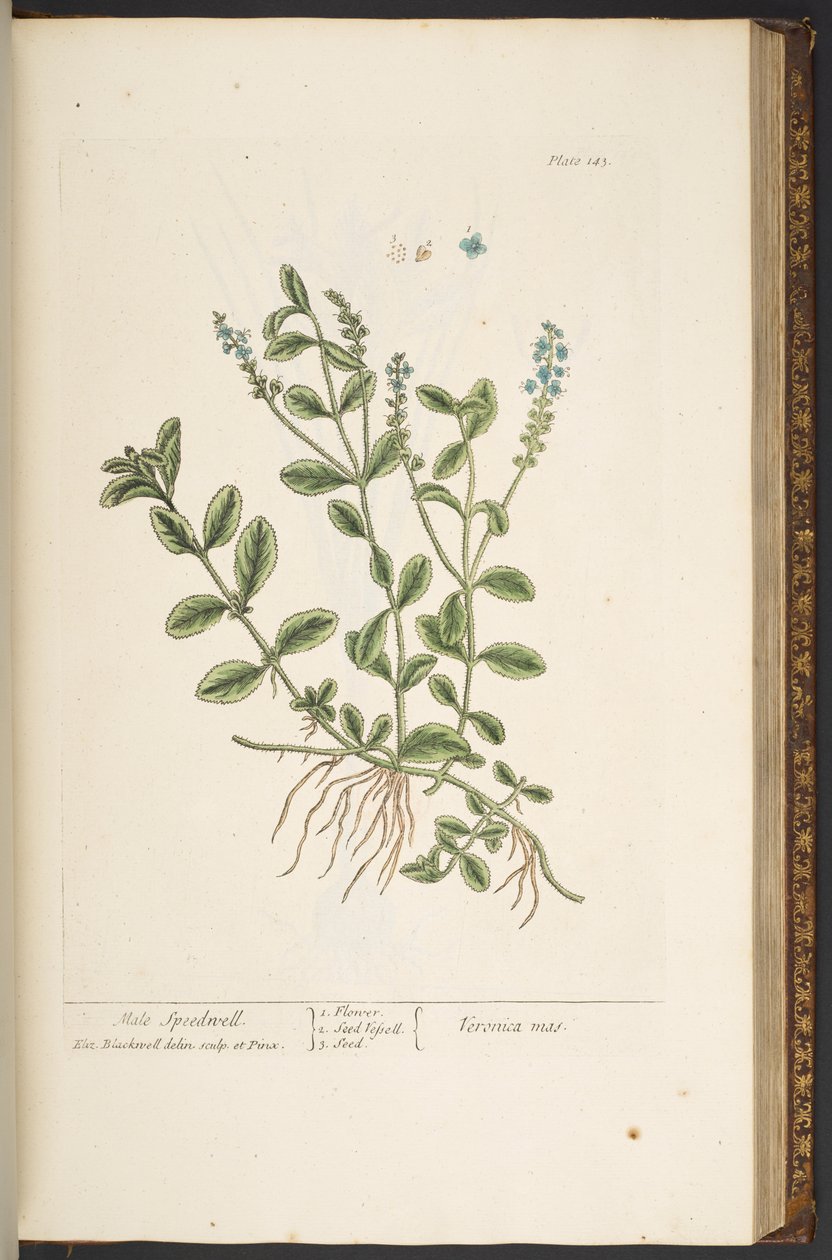 Talerz 143, z „Ciekawy zielnik” autorstwa Elizabeth Blackwell