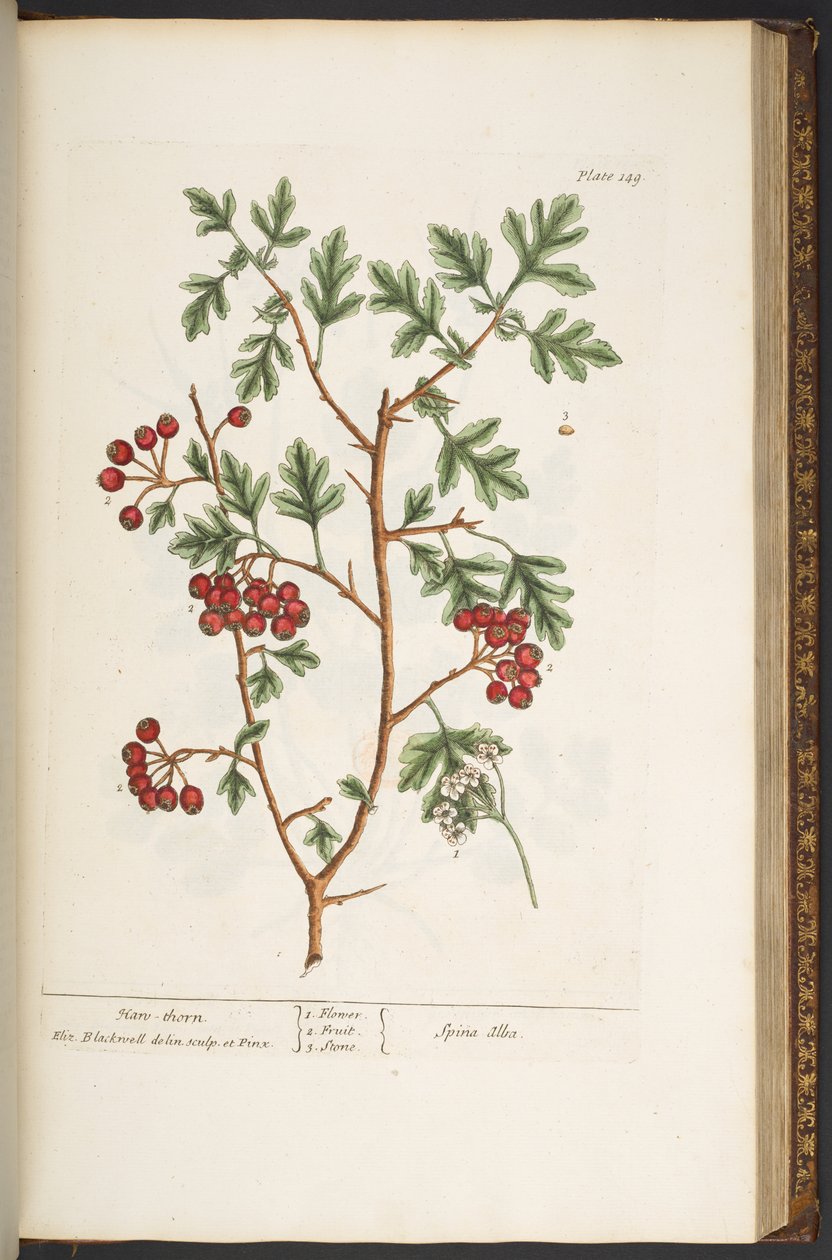 Talerz 149, z „Ciekawy zielnik” autorstwa Elizabeth Blackwell