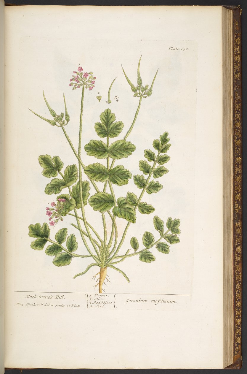 Talerz 150, z „Ciekawy zielnik” autorstwa Elizabeth Blackwell