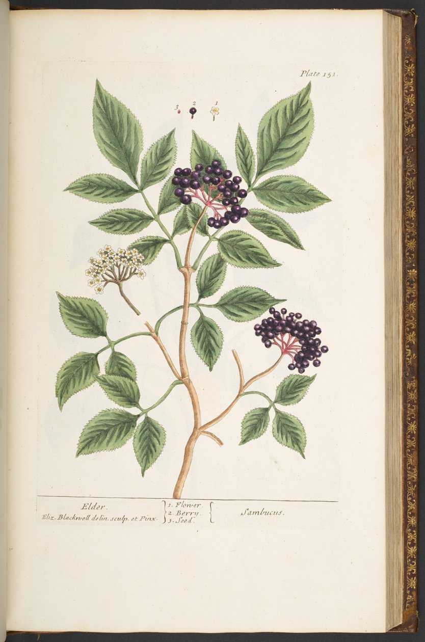 Talerz 151, z „Ciekawy zielnik” autorstwa Elizabeth Blackwell