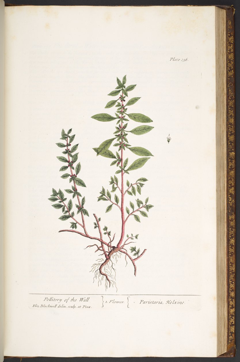 Talerz 156, z „Ciekawy zielnik” autorstwa Elizabeth Blackwell