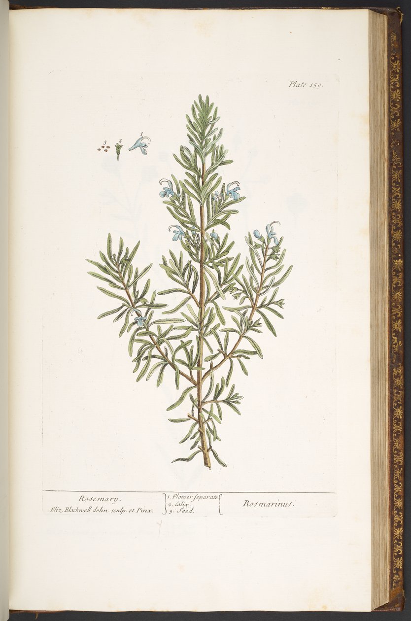 Talerz 159, z „Ciekawskiego zielnika” autorstwa Elizabeth Blackwell