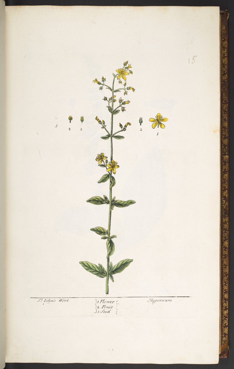 Talerz 15, Ziele dziurawca, z „Ciekawy zielnik” autorstwa Elizabeth Blackwell