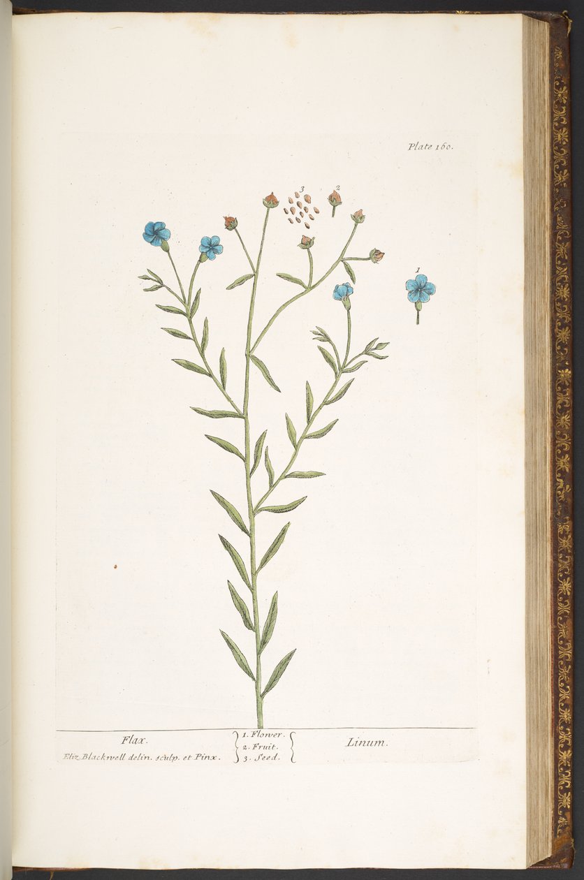 Talerz 160, z „Ciekawy zielnik” autorstwa Elizabeth Blackwell