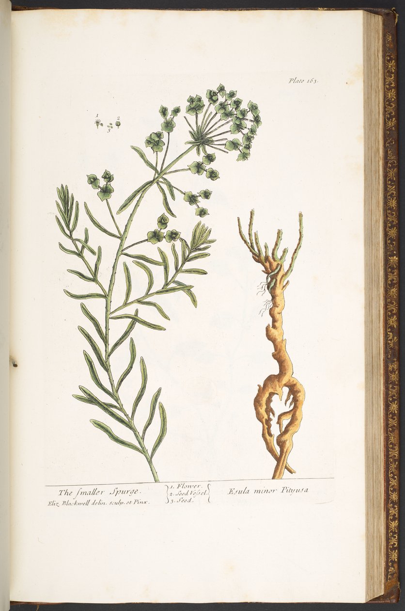 Talerz 163, z „Ciekawy zielnik” autorstwa Elizabeth Blackwell