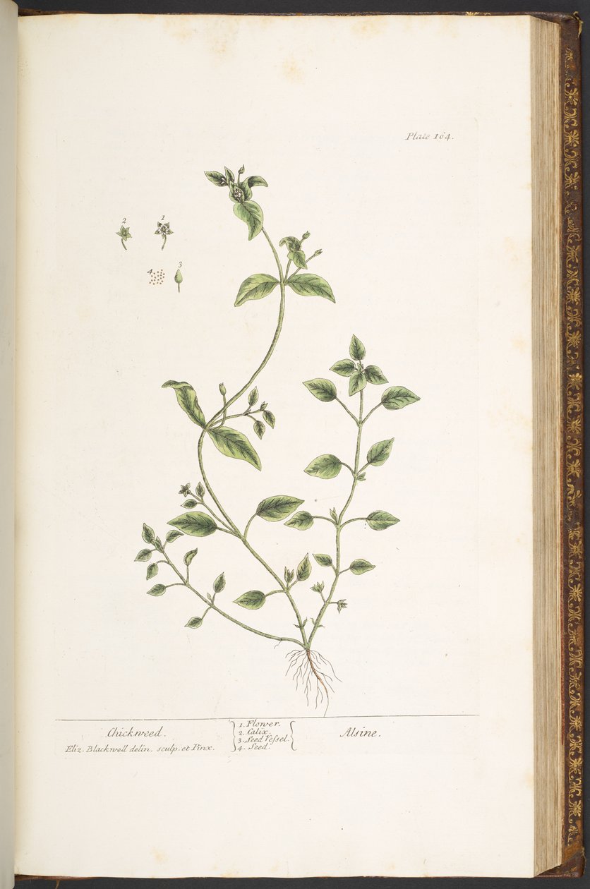 Talerz 164, z „Ciekawy zielnik” autorstwa Elizabeth Blackwell