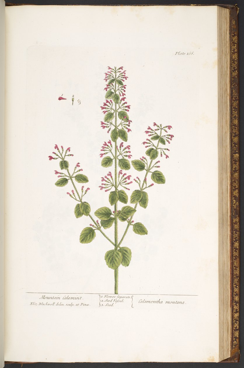 Talerz 166, Górski Calamint, z „Ciekawego ziela” autorstwa Elizabeth Blackwell
