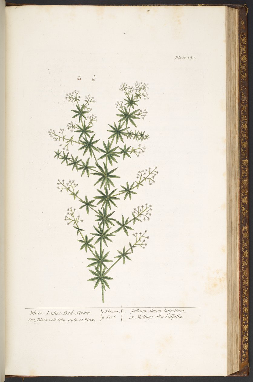 Talerz 168, z „Ciekawy zielnik” autorstwa Elizabeth Blackwell