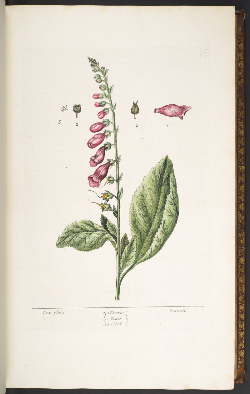 Talerz 16, Rękawica Lisa, z filmu „Ciekawy Herbal” autorstwa Elizabeth Blackwell
