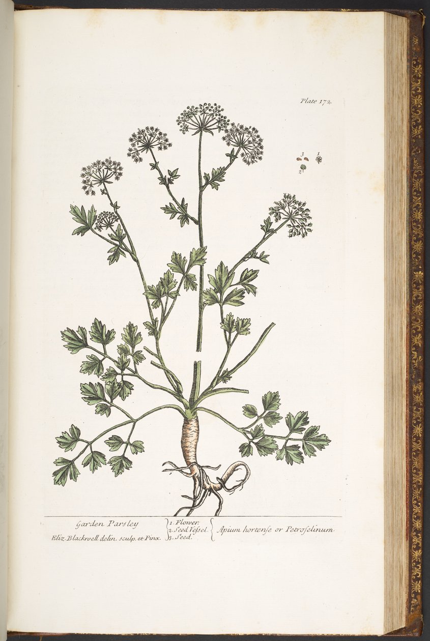 Talerz 172, z „Ciekawy zielnik” autorstwa Elizabeth Blackwell