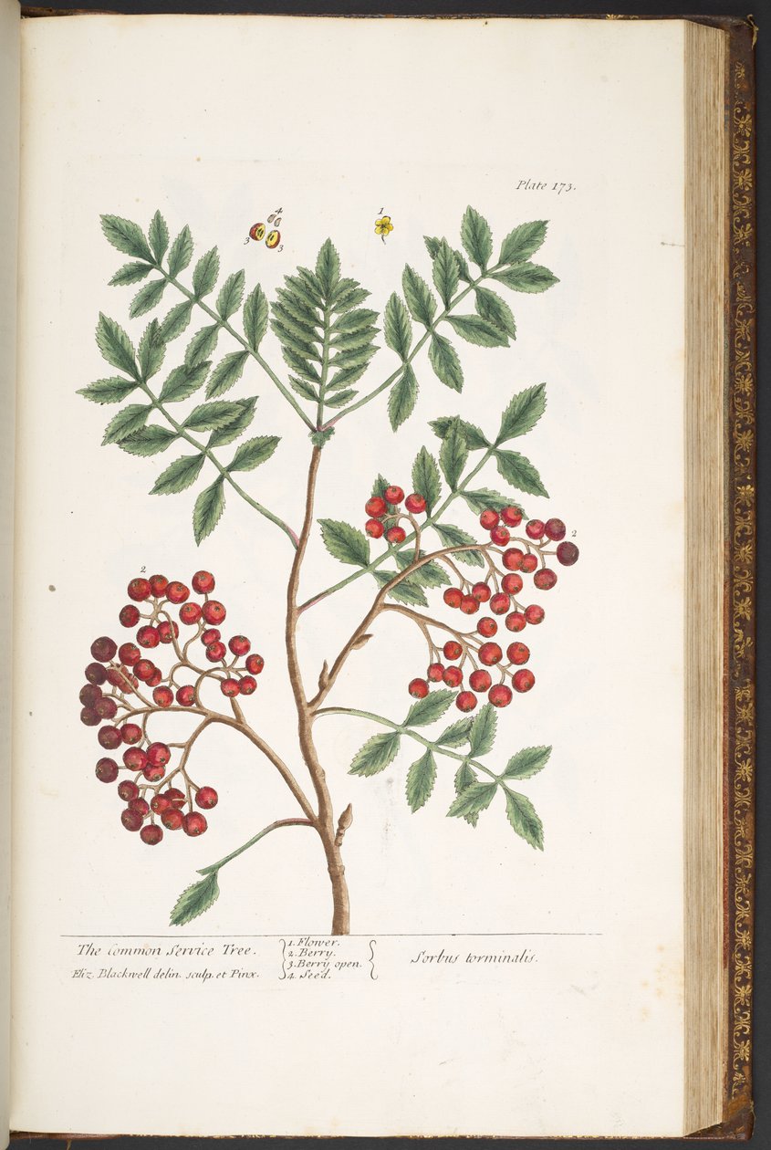 Talerz 173, z „Ciekawy zielnik” autorstwa Elizabeth Blackwell