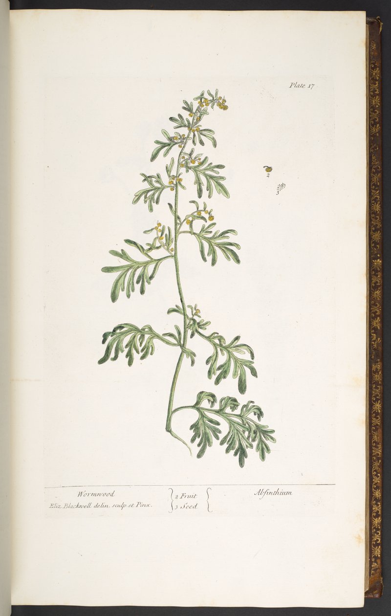 Talerz 17, Piołun, z „Ciekawy zielnik” autorstwa Elizabeth Blackwell