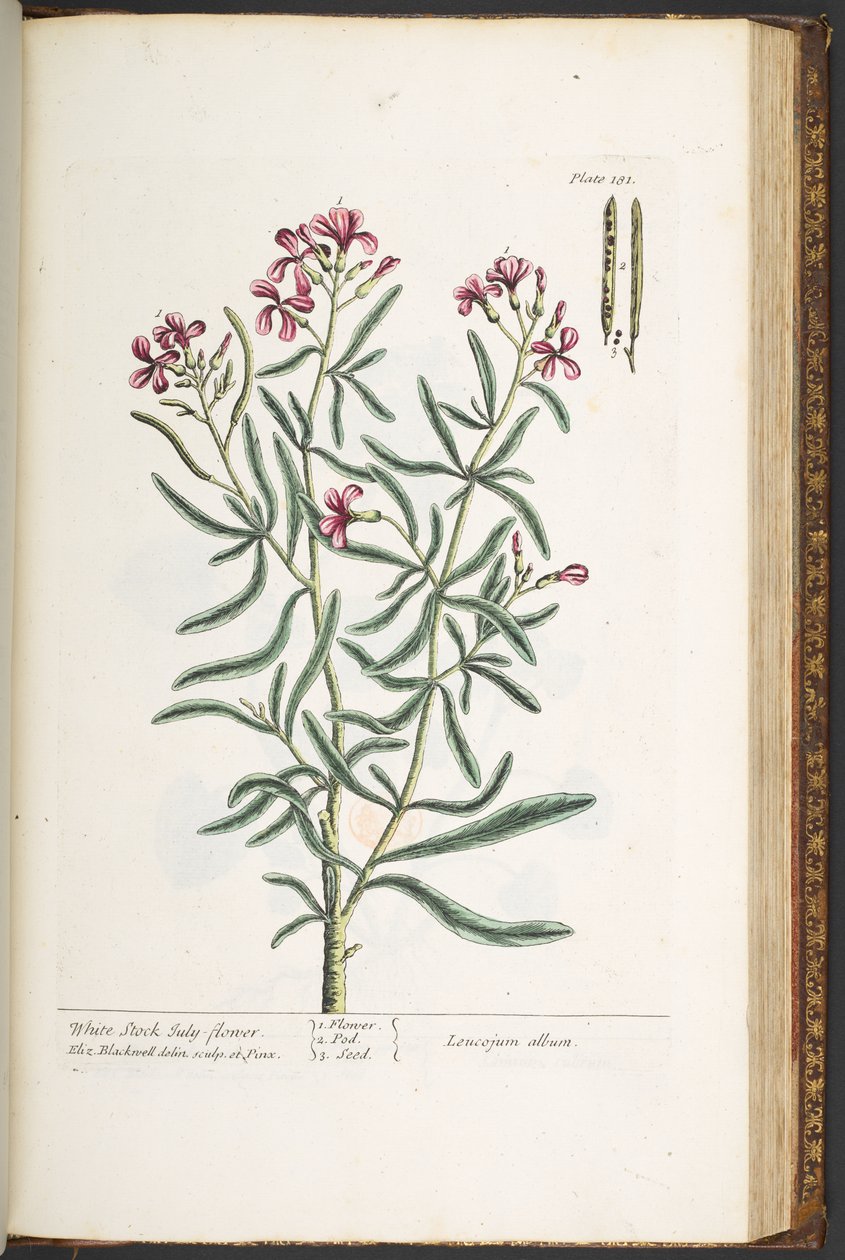 Talerz 181, z „Ciekawy zielnik” autorstwa Elizabeth Blackwell