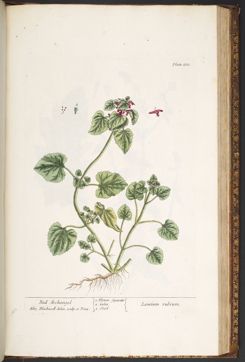 Talerz 182, z „Ciekawy zielnik” autorstwa Elizabeth Blackwell
