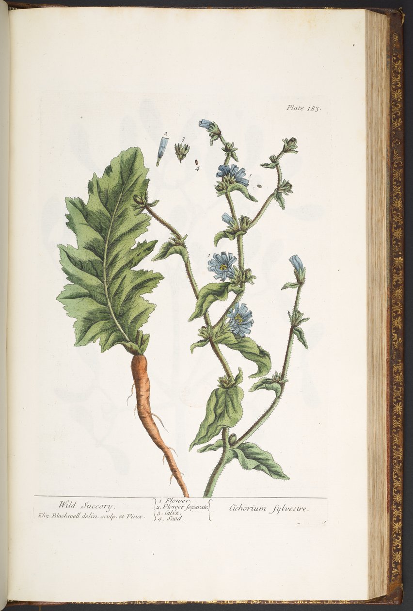 Talerz 183, z „Ciekawy zielnik” autorstwa Elizabeth Blackwell