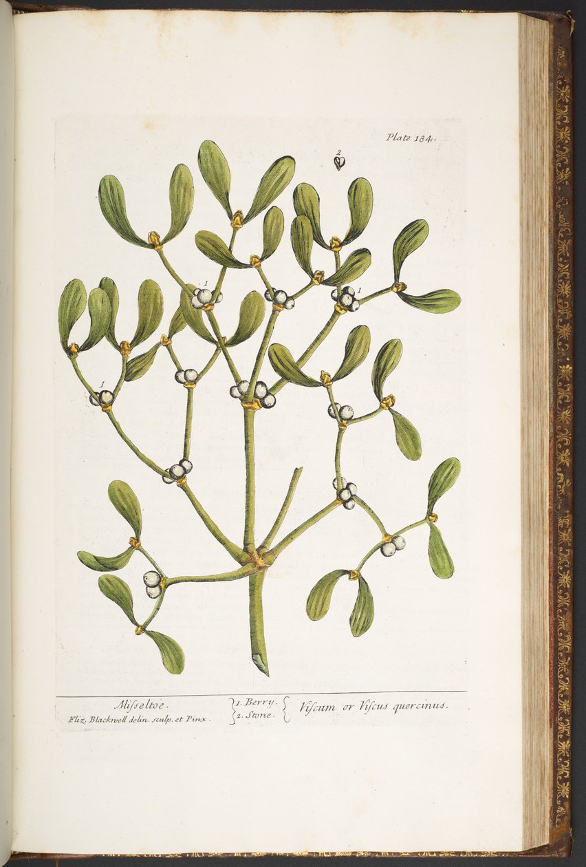 Talerz 184, Jemioła, z „Ciekawy zielnik” autorstwa Elizabeth Blackwell