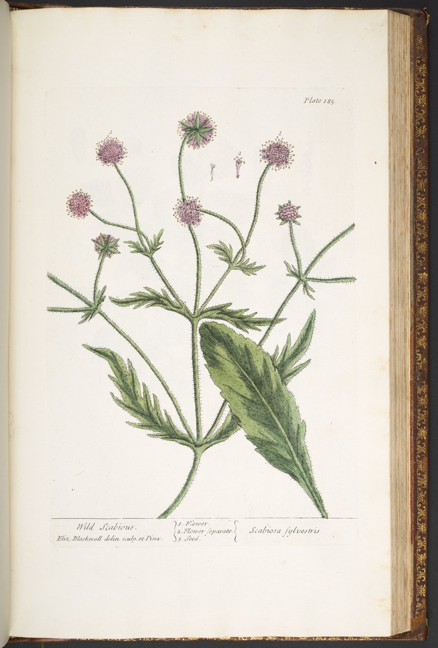 Talerz 185, z „Ciekawy zielnik” autorstwa Elizabeth Blackwell
