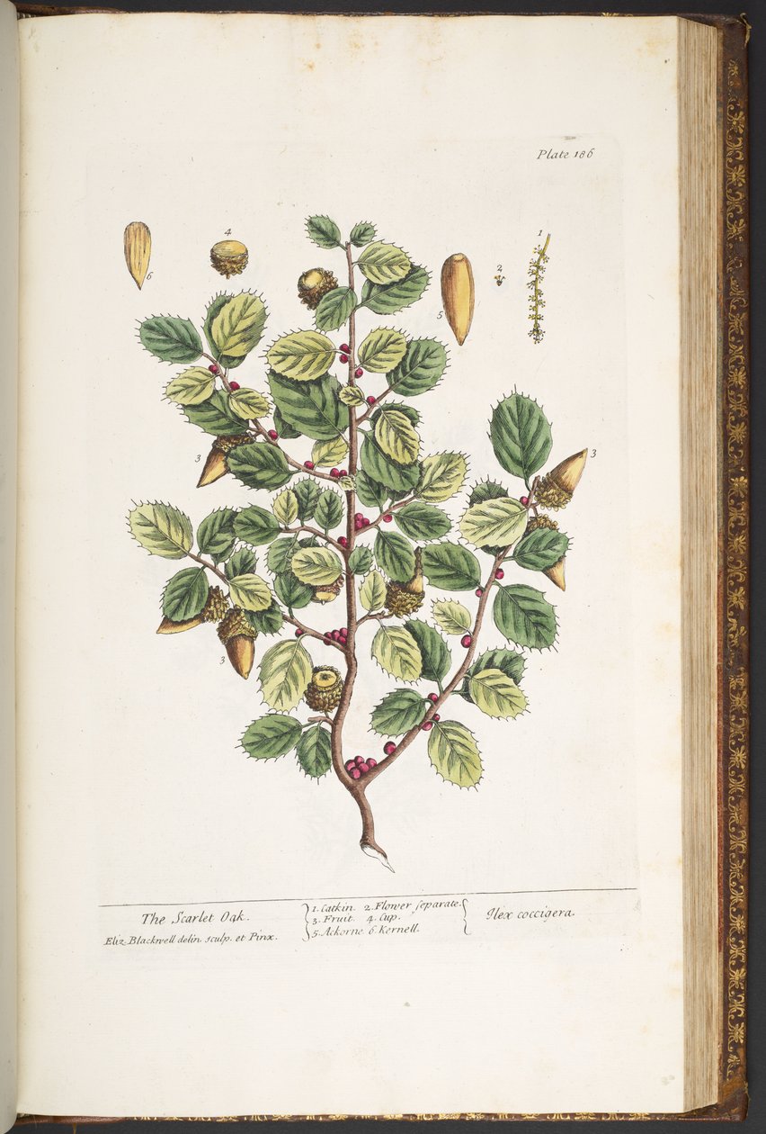 Talerz 186, z „Ciekawy zielnik” autorstwa Elizabeth Blackwell