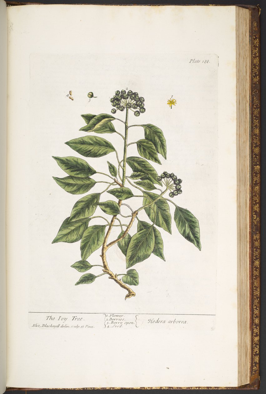 Talerz 188, z „Ciekawy zielnik” autorstwa Elizabeth Blackwell