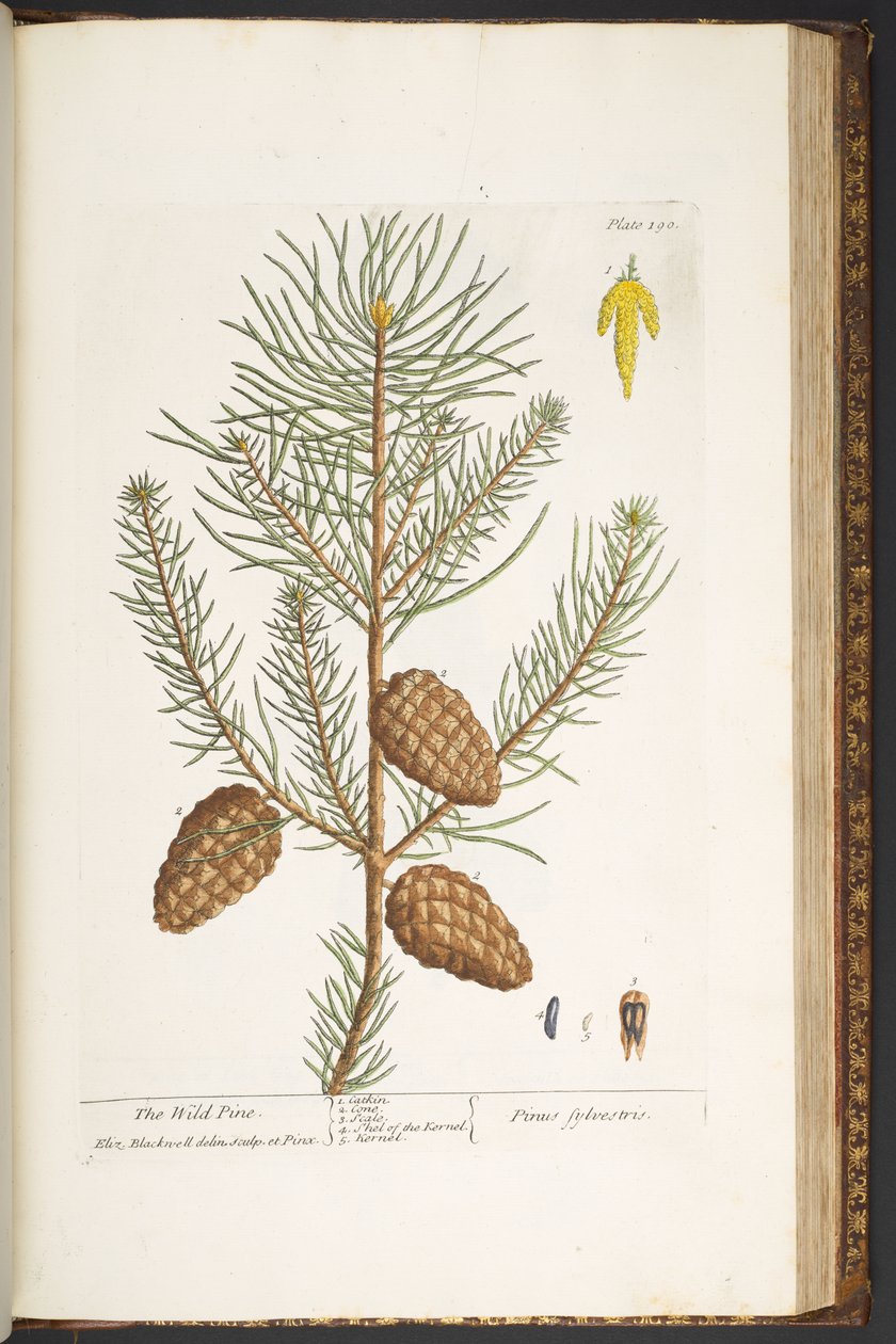 Talerz 190, z „Ciekawy zielnik” autorstwa Elizabeth Blackwell