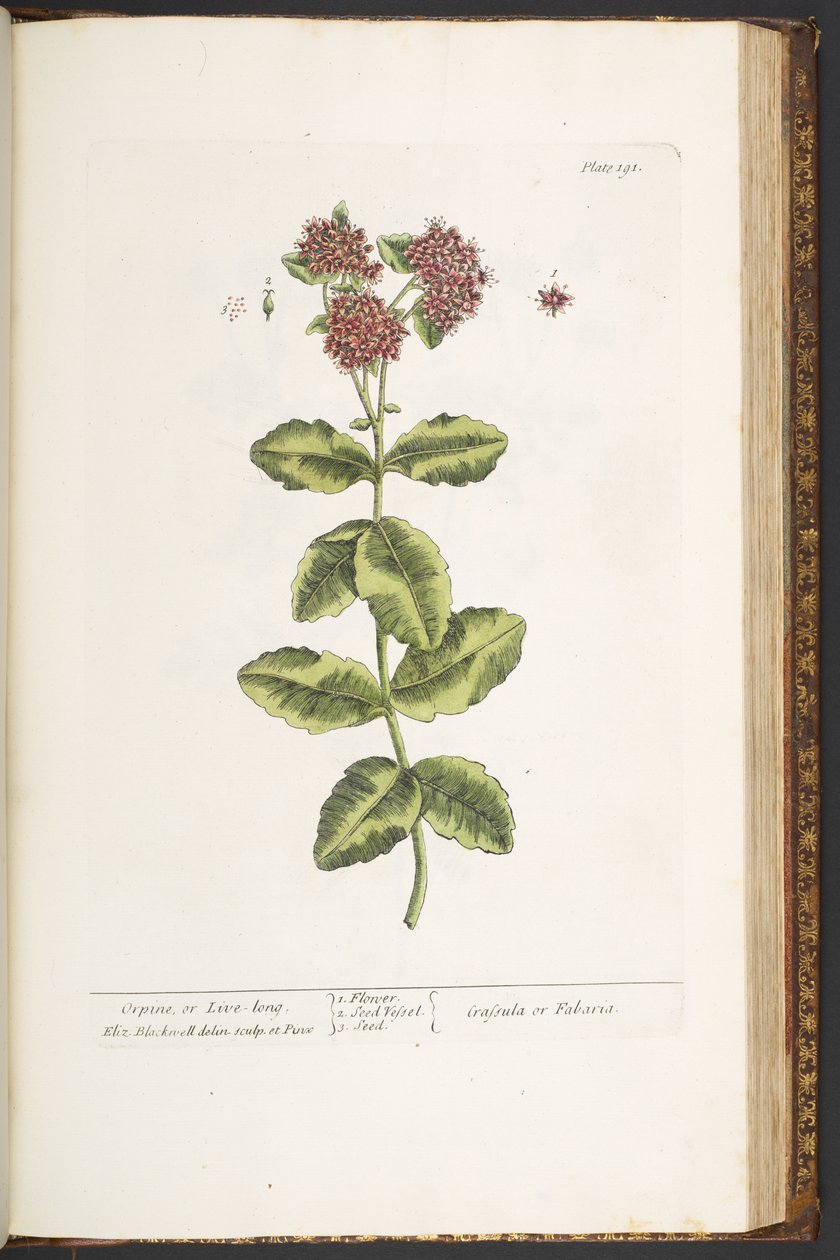 Tablica 191, Orpine, czyli Live-Long, z „Ciekawego zielnika” autorstwa Elizabeth Blackwell
