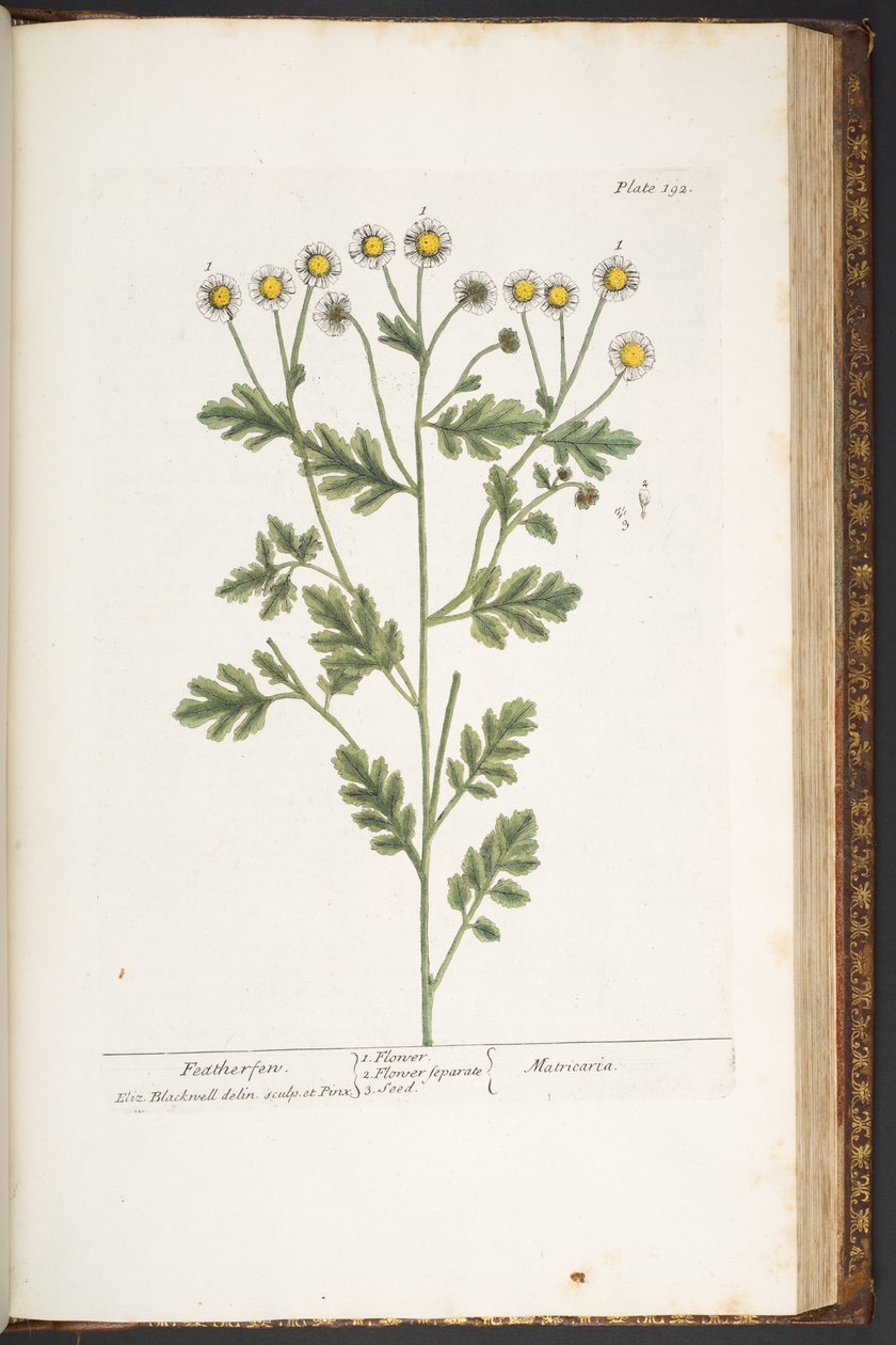 Talerz 192, z „Ciekawy zielnik” autorstwa Elizabeth Blackwell