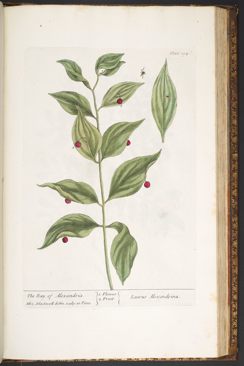 Talerz 194, z „Ciekawy zielnik” autorstwa Elizabeth Blackwell