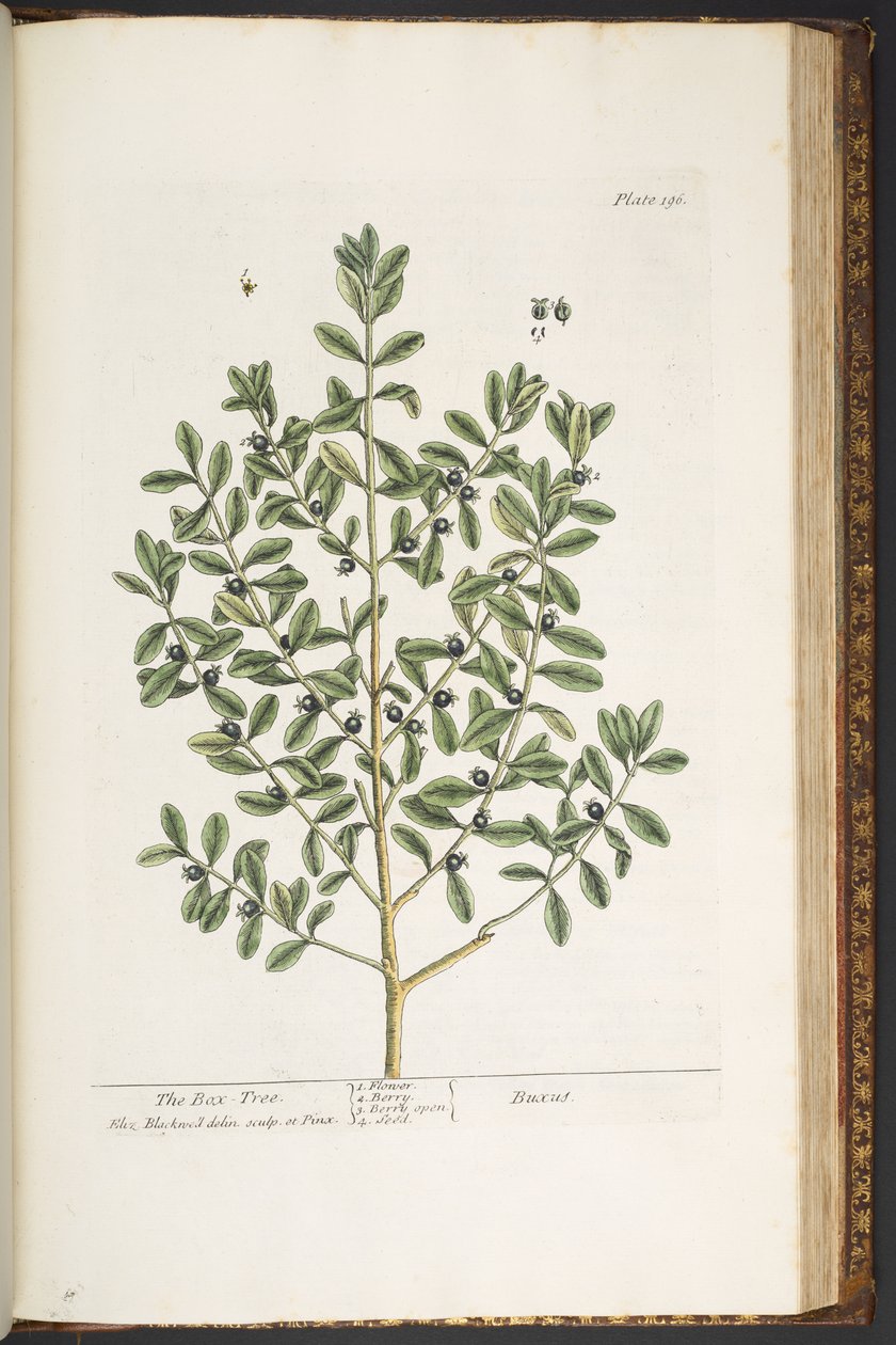 Talerz 196, z „Ciekawy zielnik” autorstwa Elizabeth Blackwell