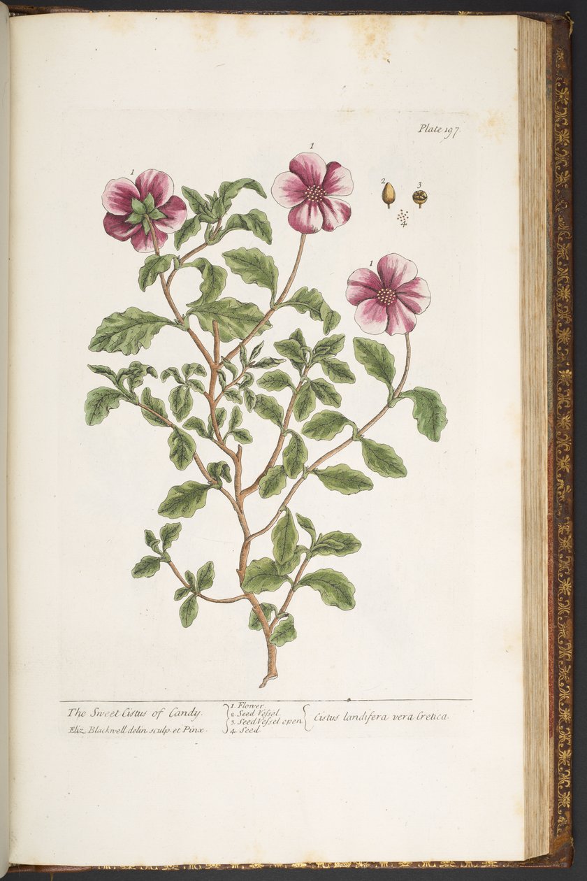 Talerz 197, z „Ciekawy zielnik” autorstwa Elizabeth Blackwell
