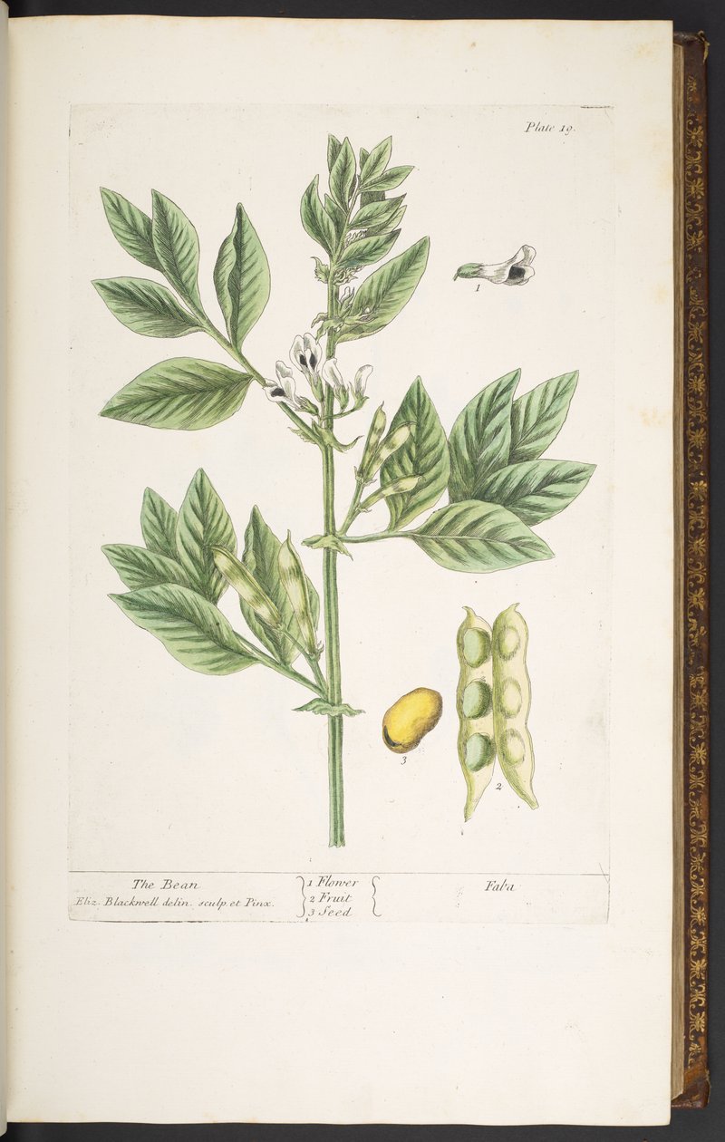Talerz 19, Fasola, z „Ciekawego ziela” autorstwa Elizabeth Blackwell