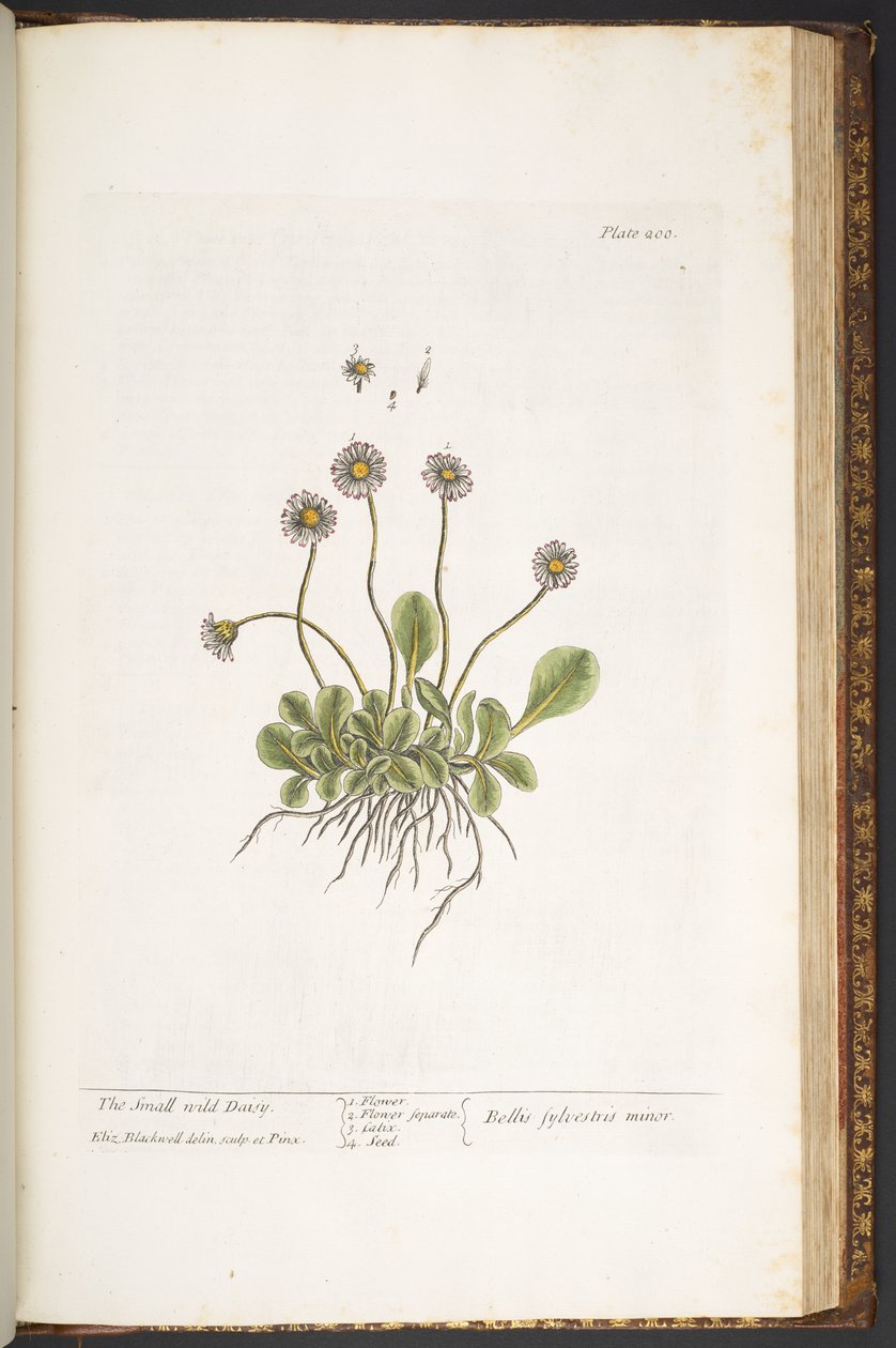 Talerz 200, Mała dzika stokrotka, z „Ciekawy zielnik” autorstwa Elizabeth Blackwell