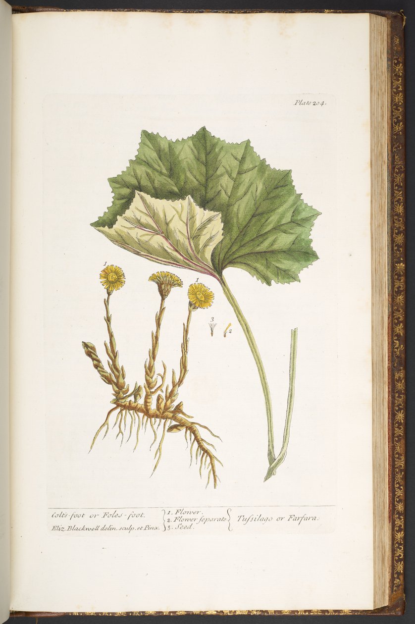 Talerz 204, z „Ciekawy zielnik” autorstwa Elizabeth Blackwell