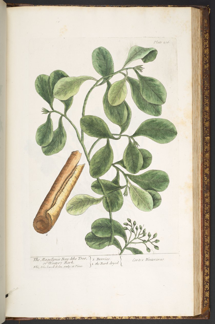 Talerz 206, z „Ciekawy zielnik” autorstwa Elizabeth Blackwell