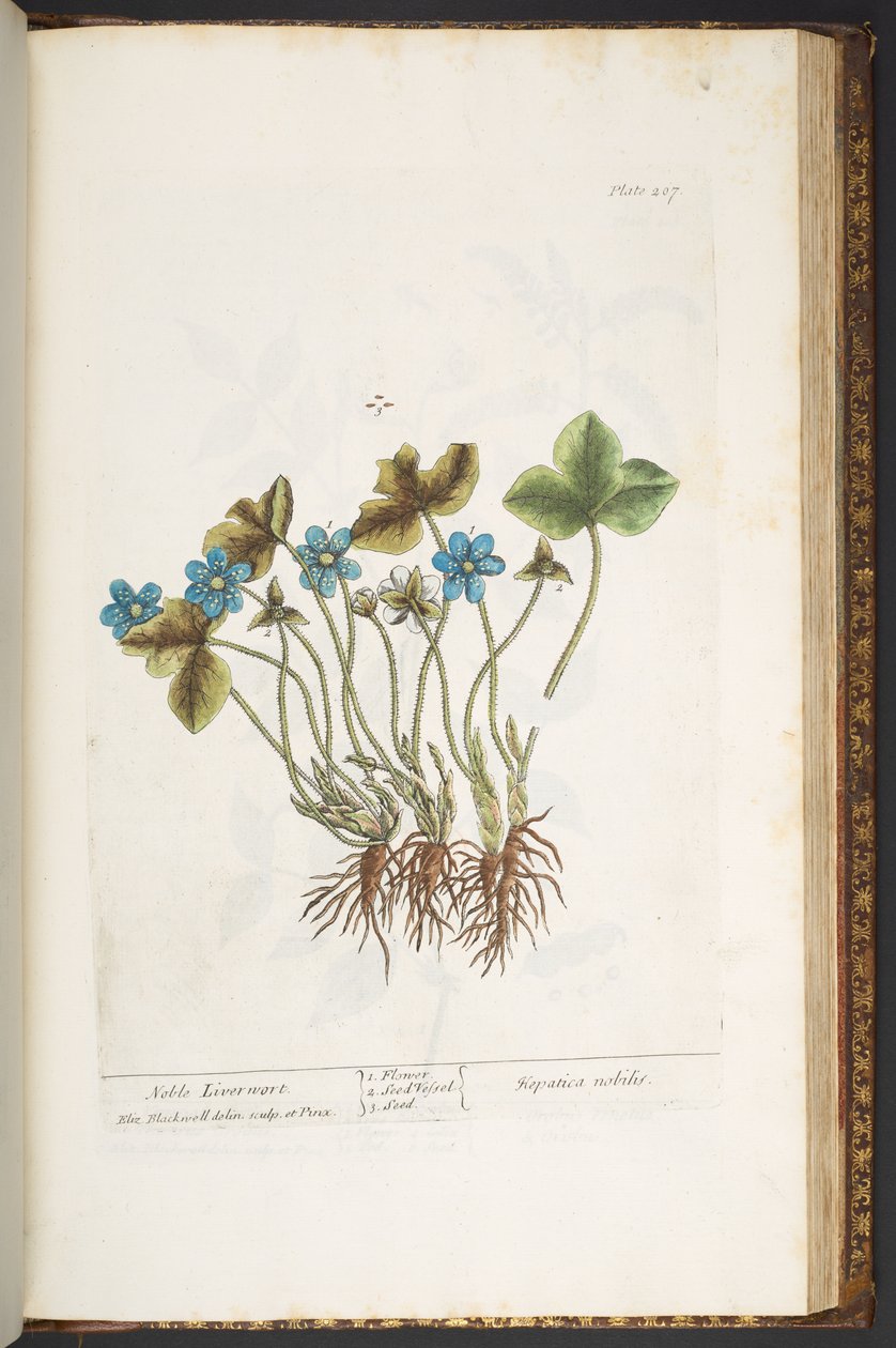 Talerz 207, z „Ciekawy zielnik” autorstwa Elizabeth Blackwell