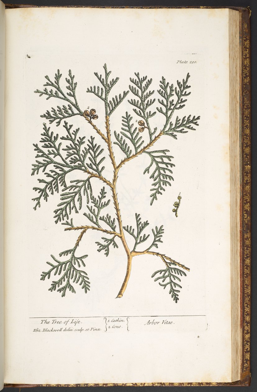 Talerz 210, z „Ciekawy zielnik” autorstwa Elizabeth Blackwell
