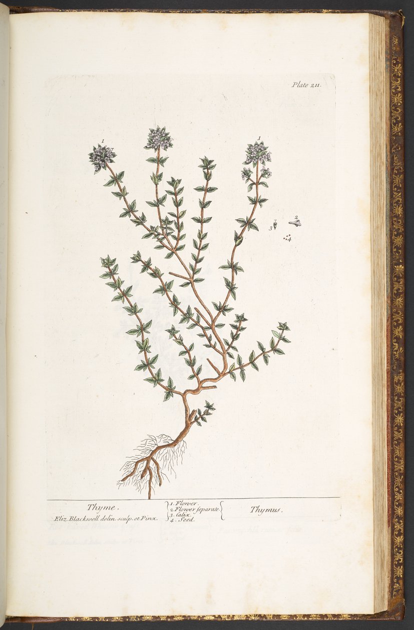Talerz 211, Tymianek, z "Ciekawego ziela" autorstwa Elizabeth Blackwell