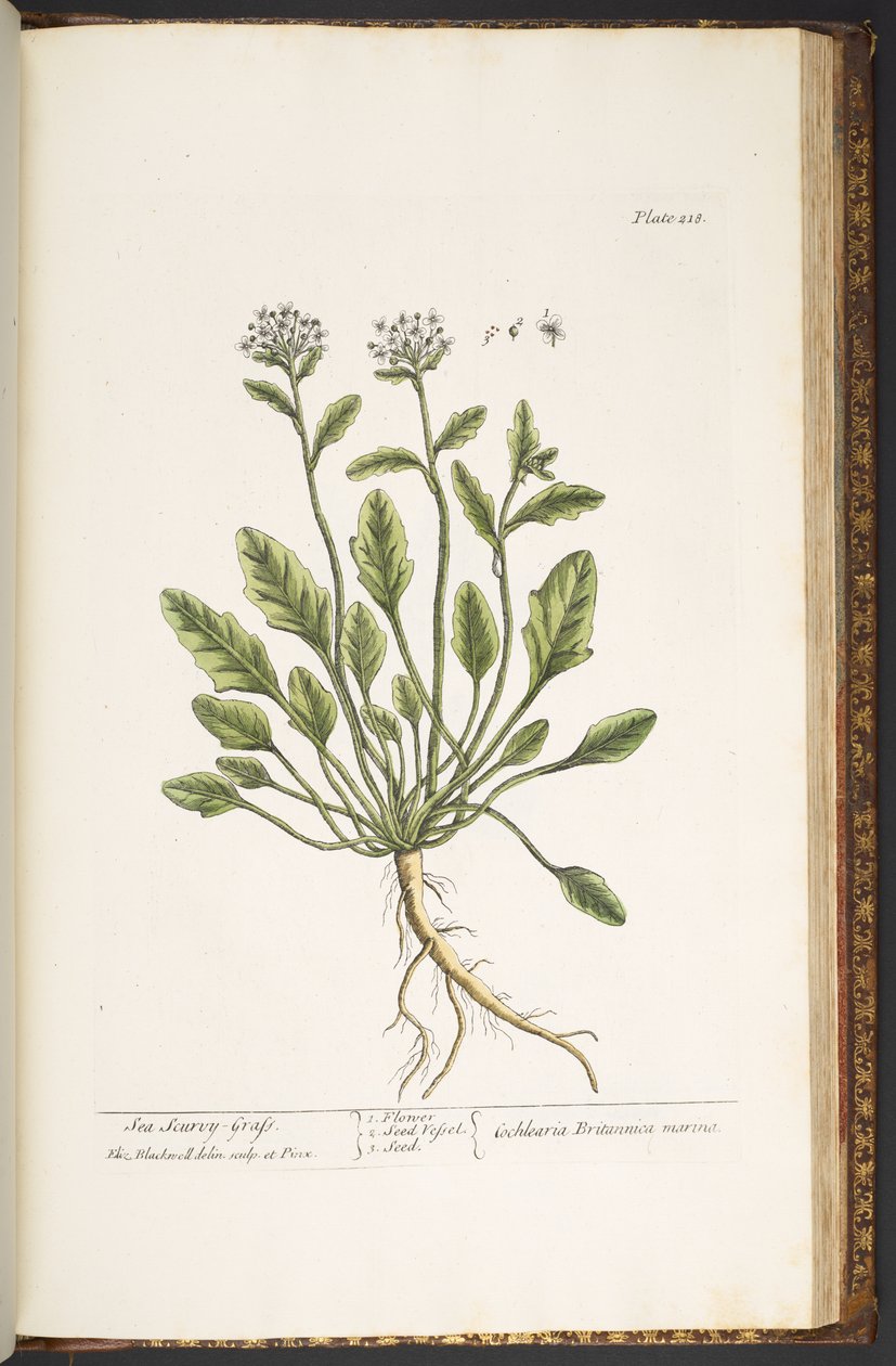 Talerz 218, z „Ciekawy zielnik” autorstwa Elizabeth Blackwell