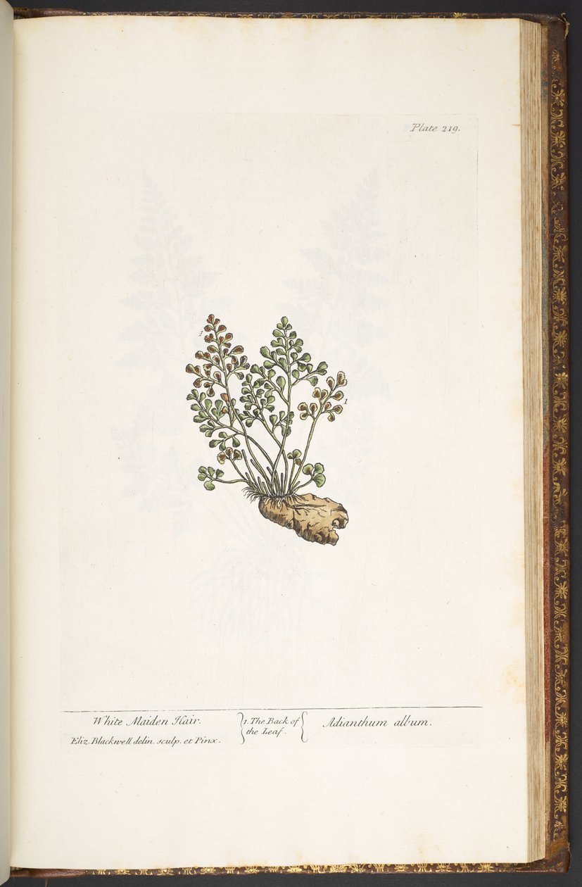 Talerz 219, z „Ciekawy zielnik” autorstwa Elizabeth Blackwell