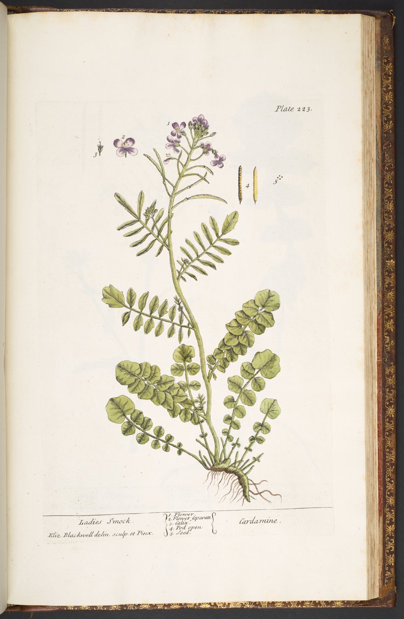 Talerz 223, z „Ciekawy zielnik” autorstwa Elizabeth Blackwell