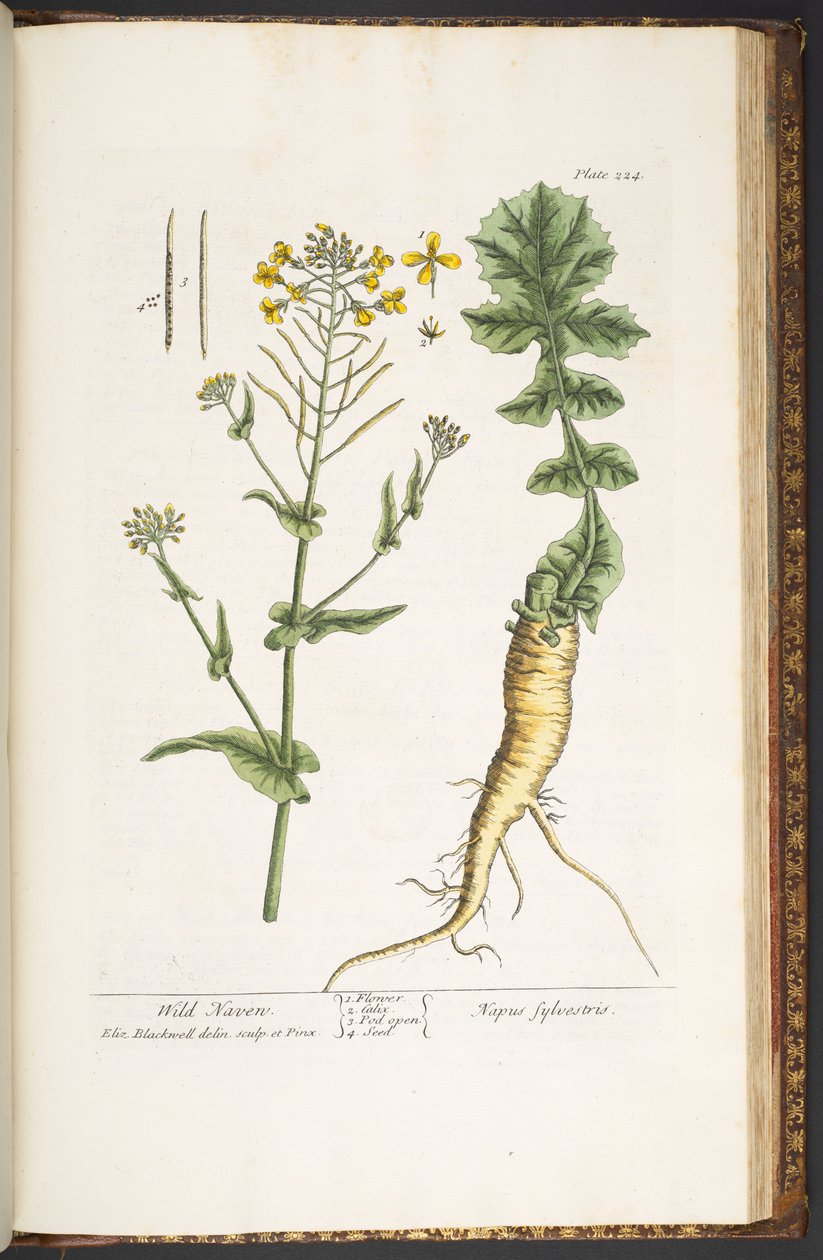 Talerz 224, z „Ciekawy zielnik” autorstwa Elizabeth Blackwell
