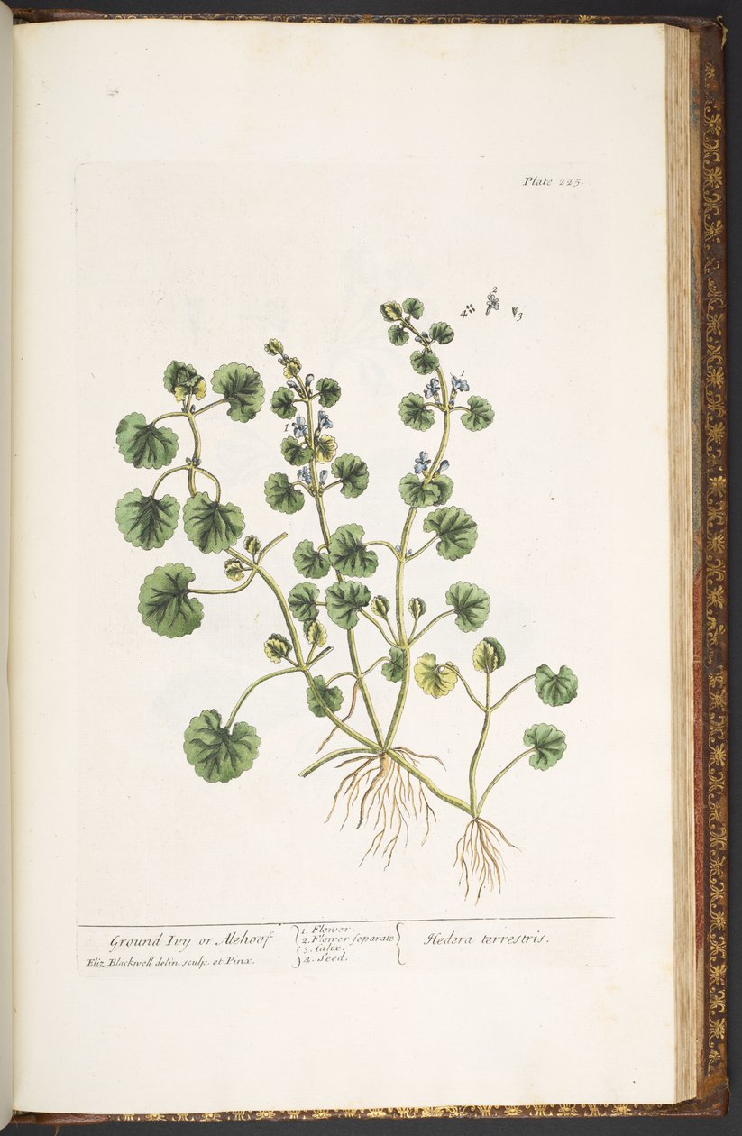Talerz 225, z „Ciekawy zielnik” autorstwa Elizabeth Blackwell