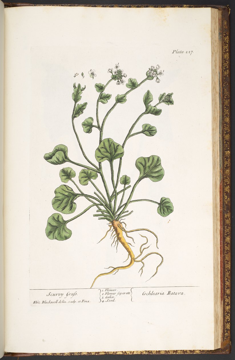 Talerz 227, z „Ciekawy zielnik” autorstwa Elizabeth Blackwell