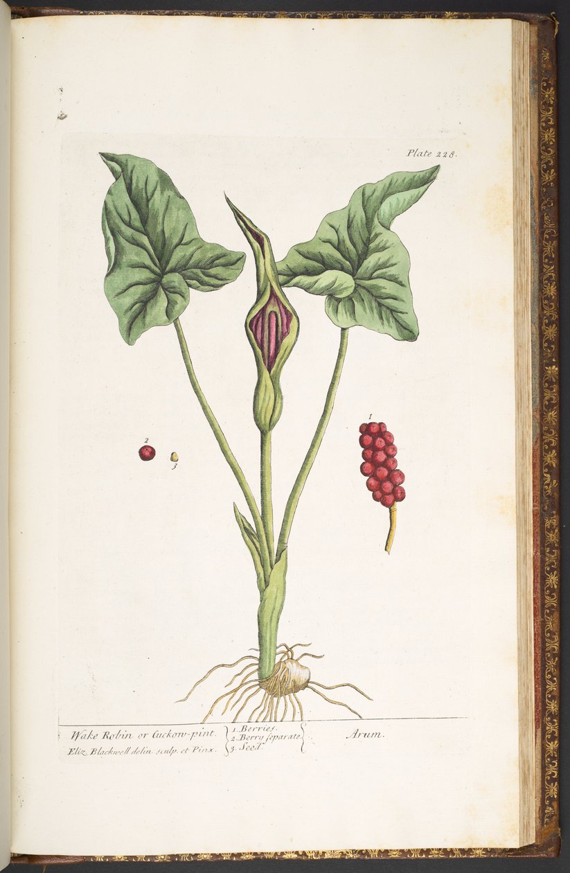 Talerz 228, z „Ciekawy zielnik” autorstwa Elizabeth Blackwell