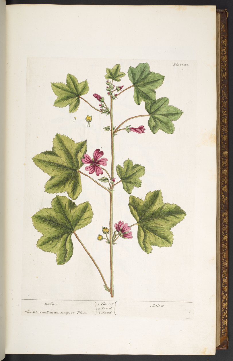 Talerz 22, Mallon, z "Ciekawego ziela" autorstwa Elizabeth Blackwell