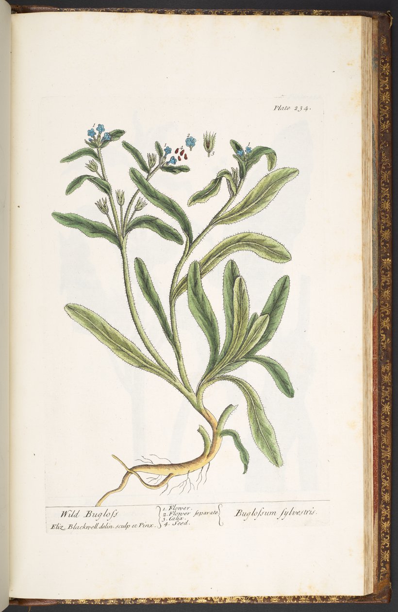 Talerz 234, z „Ciekawy zielnik” autorstwa Elizabeth Blackwell